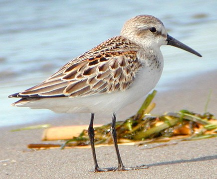 birds