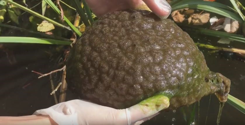 Vancouver's "blob colony" has attracted the attention of National Geographic, the Daily Mail and Macleans.