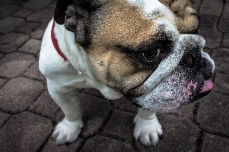 dog
