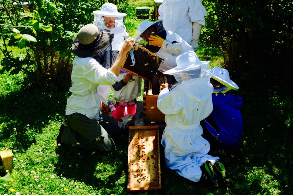 bees