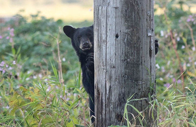bear