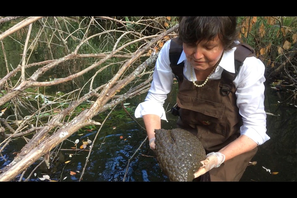 The Courier's Blob of Lost Lagoon video has gone viral on YouTube. It was yet another learning lesson in adaptation for the Courier's Martha Perkins.