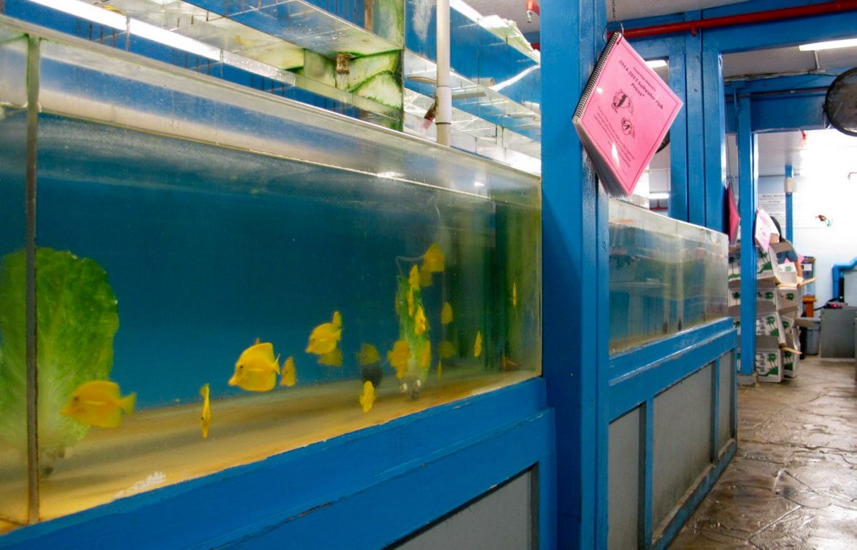 Aquarium shop price cartimar