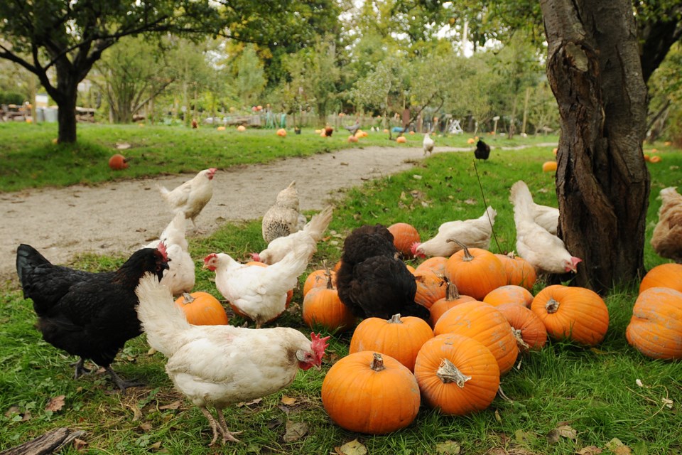 The 2016 Census of Agriculture lists the number of farms, crops and livestock in Vancouver and the rest of the region. Altogether, “gross farm receipts” for Metro Vancouver totalled $954,575,981. Photo Dan Toulgoet