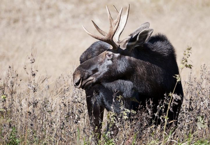 moose-tracker-app.13_912201.jpg