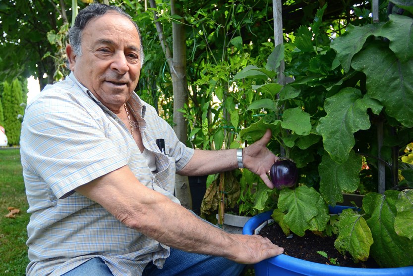 Longtime Burnaby resident Franco Martorana poses with an eggplant thriving in his front yard. Born in Sicily, Martorana came to Canada in 1975 and has been working on his current Graveley Street garden for 26 years.