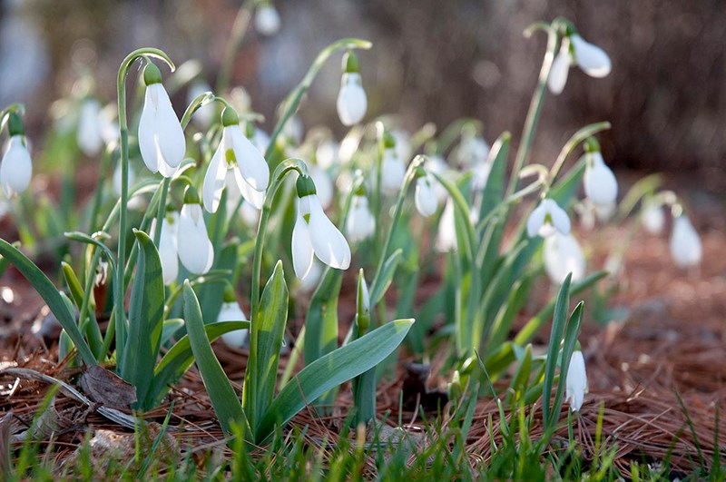 snowdrops