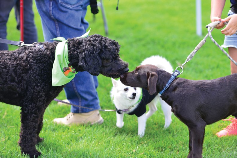 paws for a cause