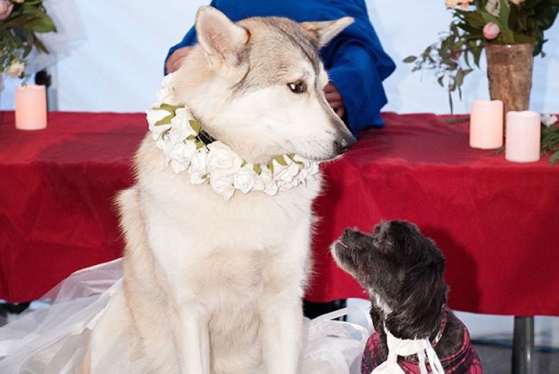 Kaoru (left) at the wedding fundraiser held for Canine Valley rehabilitation centre in February. The dog was accidentally shot and killed by a hunter in 2017.