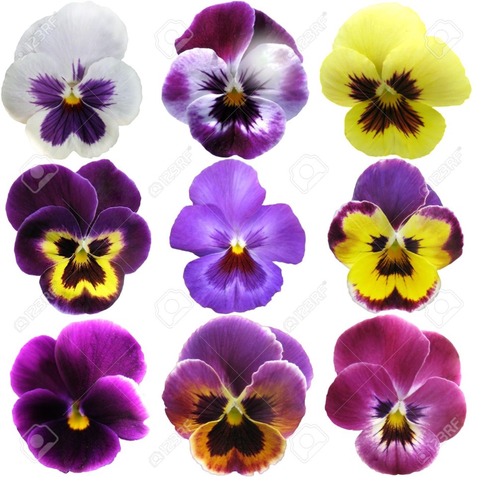 pansy