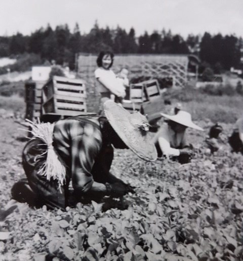 Harvesting radishes