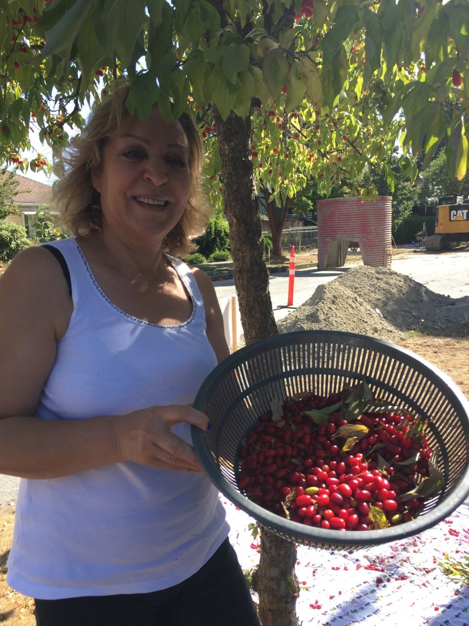 Goji berry street tree