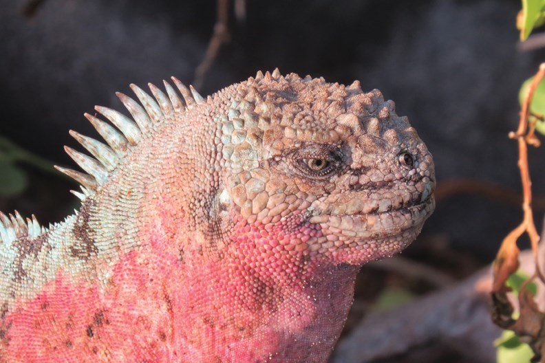Galapagos