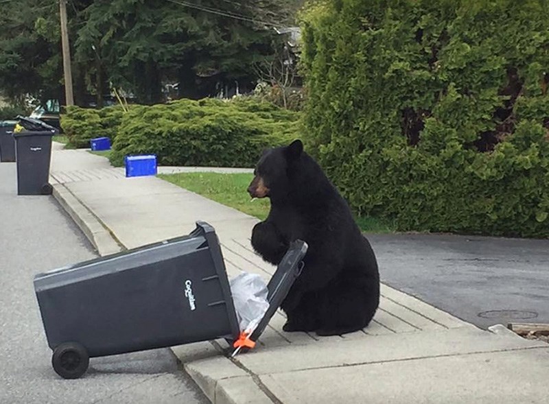 bear eating garbage