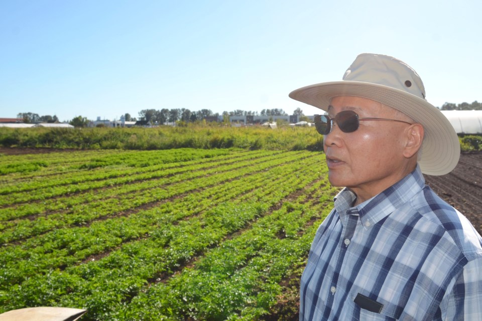 Ken Yip surveys the land his family has owned on Byrne Road since 1947 and where he grew up.