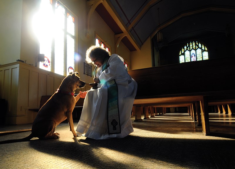 bless these pets