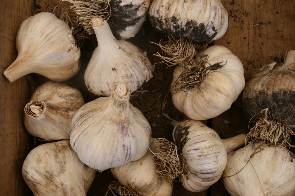 Garlic
