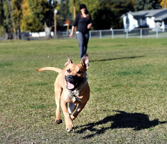 More-dog-park-options-avail.jpg