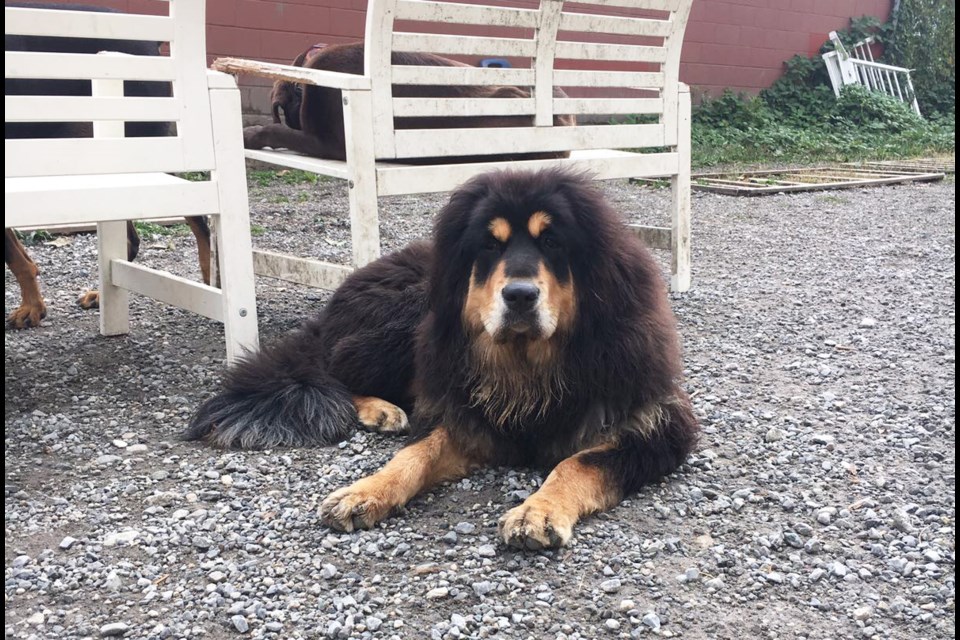 Shirley, a two-year-old Tibetan Mastiff, ran away after being rescued from Dog Taxi Daycare and Hotel, adjacent to the fire that destroyed Metal and Wood Ltd.