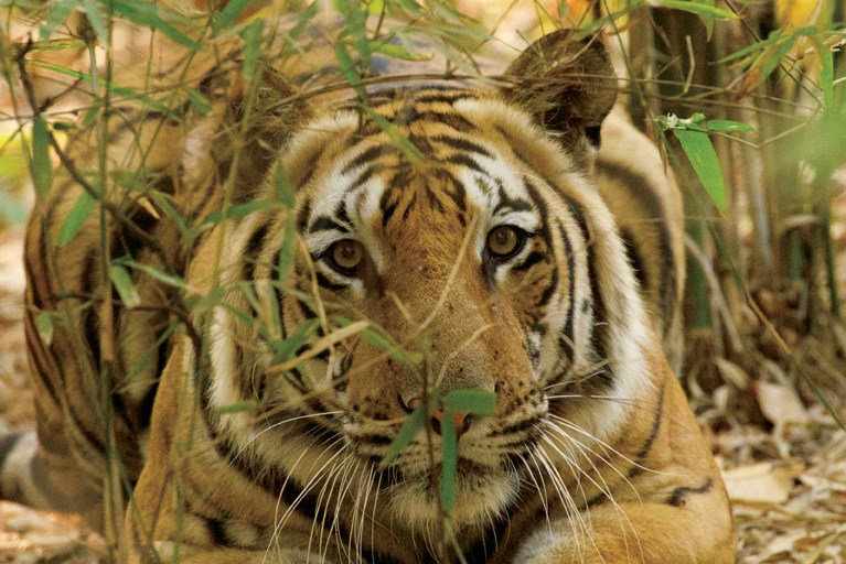 tiger