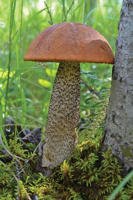 SHROOM