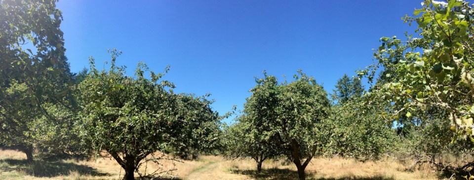 A5-Upick orchards-2.jpg