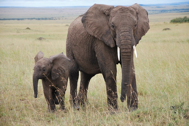 elephants