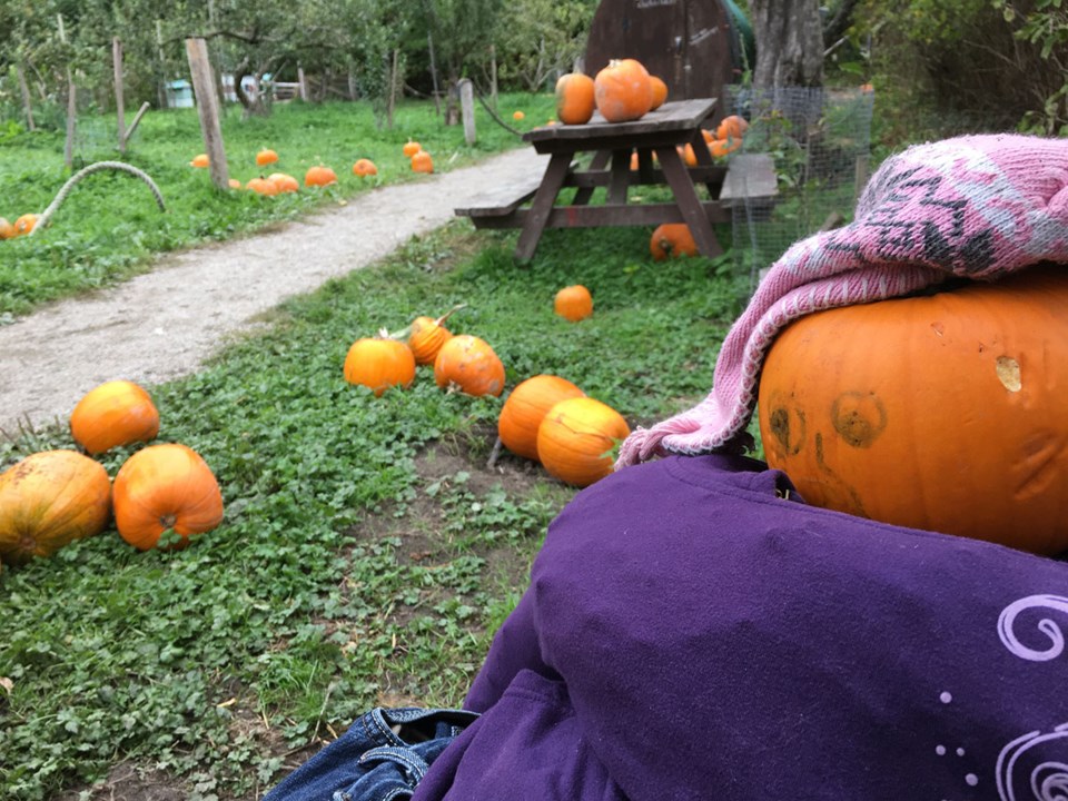 Southlands Farm pumpkin patch