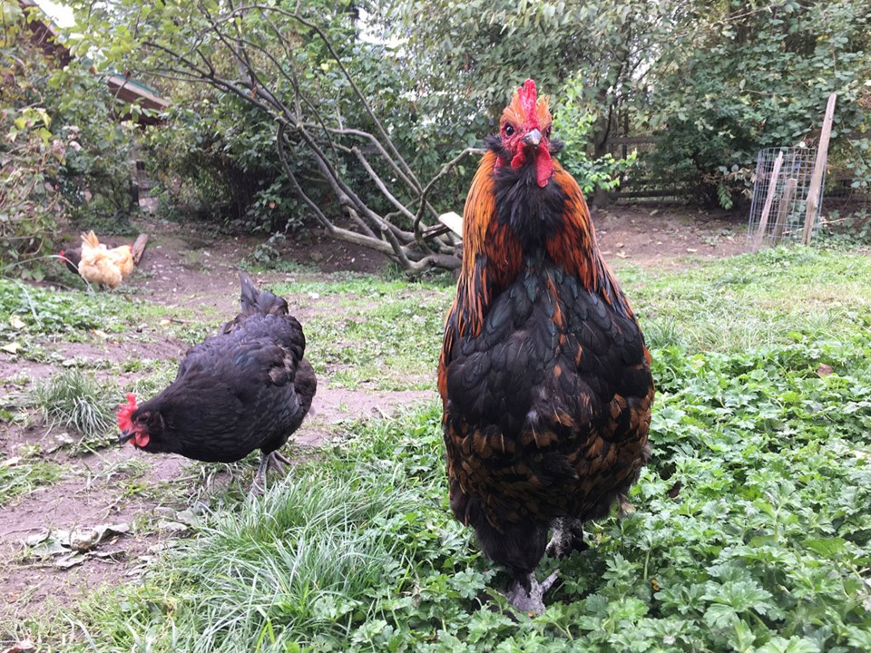 Southlands farm chicken