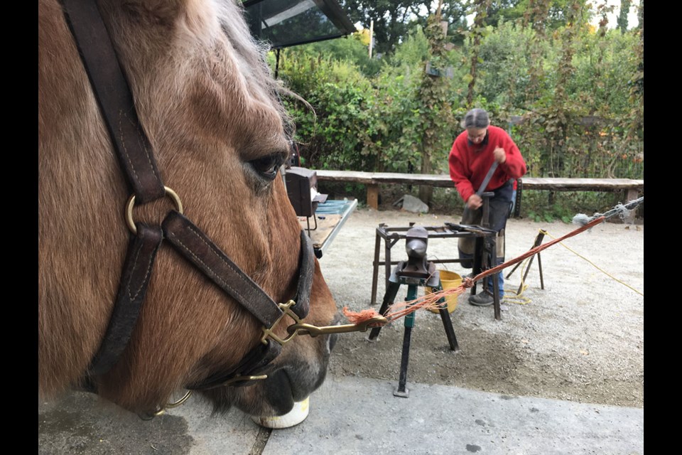 Teddy the therapy horse waits patiently while farrier Constance Egolf hammers out a new horseshoe.