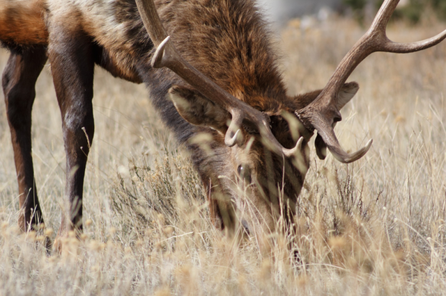 elk