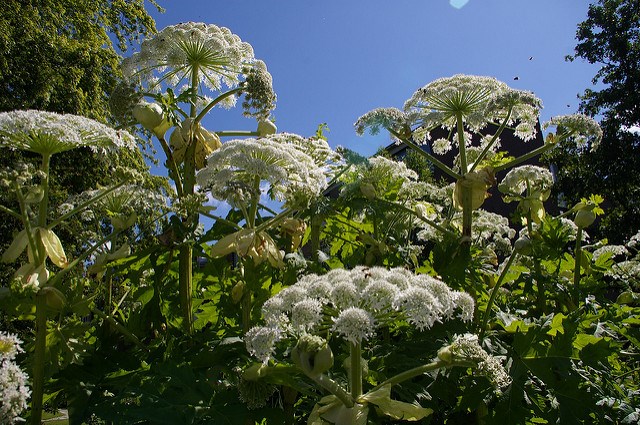 Hogweed