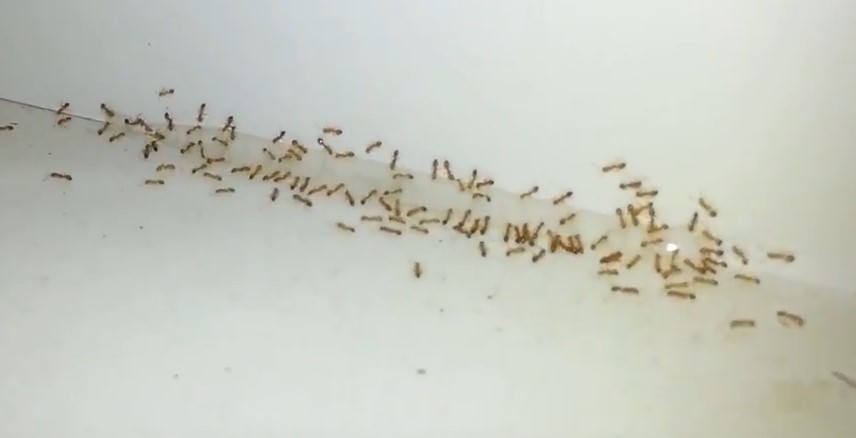 very tiny ants around bathroom sink