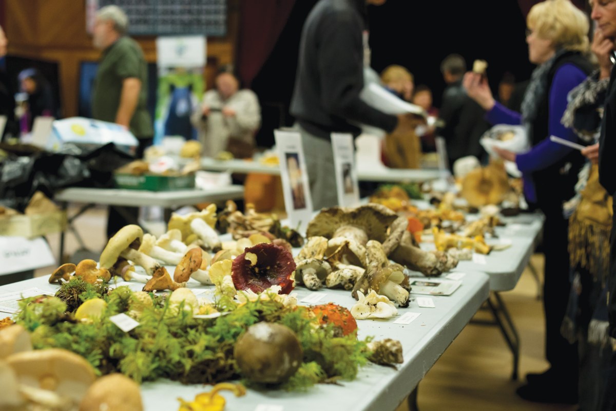 Mushroom Festival draws crowds Coast Reporter