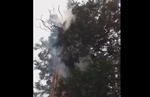 tree fire