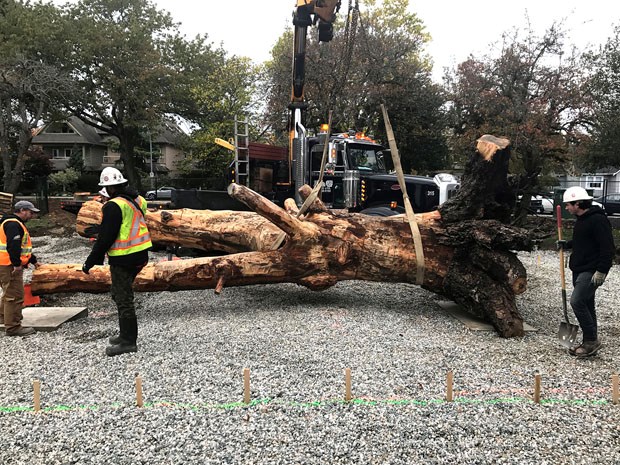 Thanks to the financial support of Westshore Terminals and Century Group, work has begun on the playground at the Reach Child and Youth Development Society Centre under construction beside Ladner Memorial Park. The playground will feature all natural play structures, including a giant log as a focal point. The massive Southlands stump, weighing close to 10,000 pounds according to the transport truck scale, was donated by Century Group. Loaded in Tsawwassen, it was trucked to Ladner and set into place for children to play on for years to come. The playground and new child development centre are scheduled to be finished later this year.