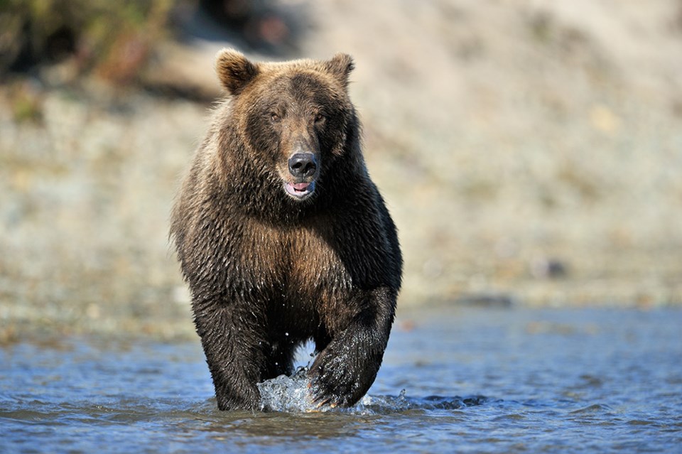 Grizzly