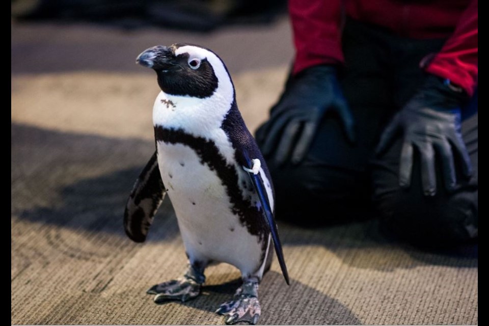 Arguably the cutest guest at Toast to the Coast benefit was Hope, the African penguin, who made an appearance at the Vancouver Aquarium hootenanny.