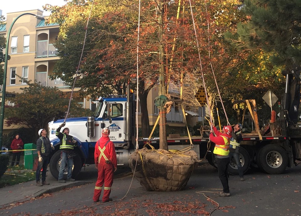 Crews prepare the pin oak for flight. Photo Jess Ketchum