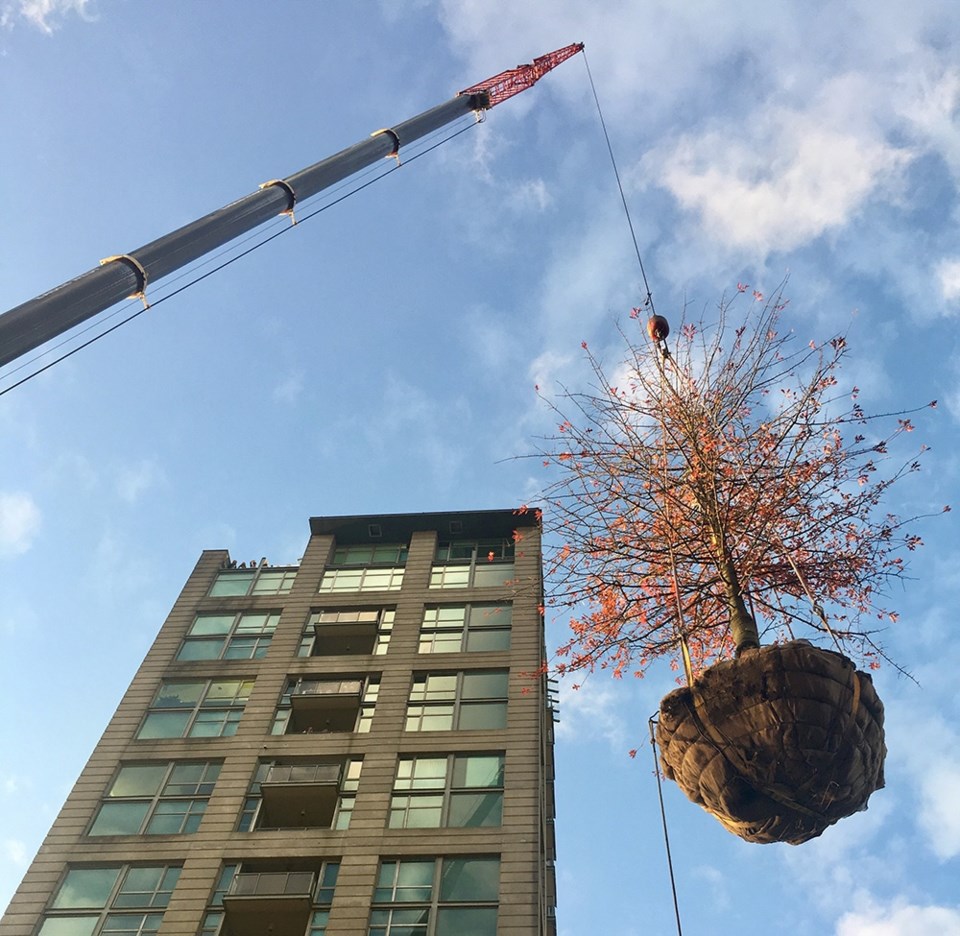 The new tree will be carefully monitored by an arborist to make sure the transplant is going well. P