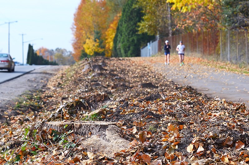 Residents of Burnaby's Forest Grove neighbourhood are upset about a swath of trees that has been cut along the Burnaby Mountain Urban Trail to prepare for the expansion of a FortisBC natural gas pipeline.