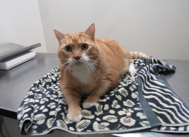 pets 1109