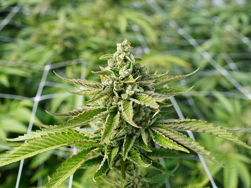 pot