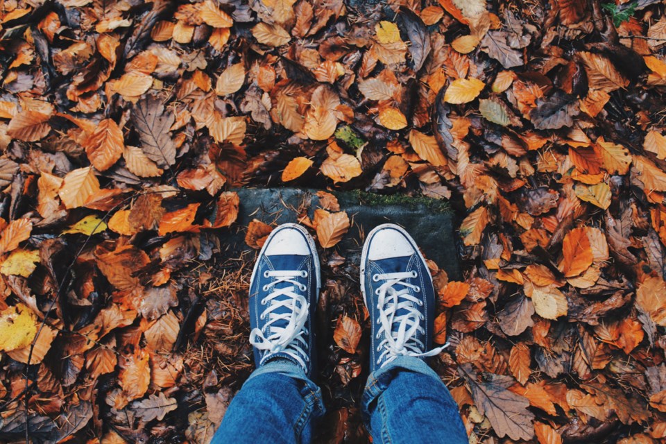 leaves