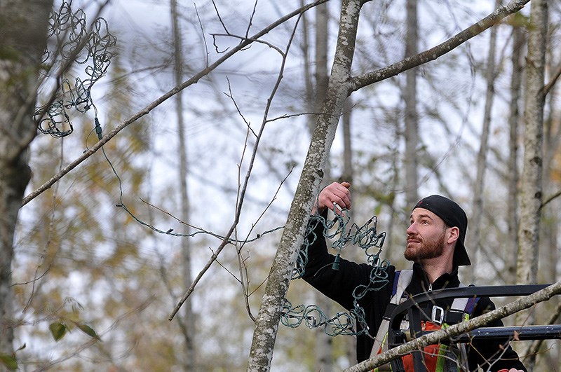 MARIO BARTEL/THE TRI-CITY NEWS
Matt Augustine strings bulbs in the trees around Lafarge Lake that will be part of the City of Coquitlam's Lights at Lafarge Christmas display.