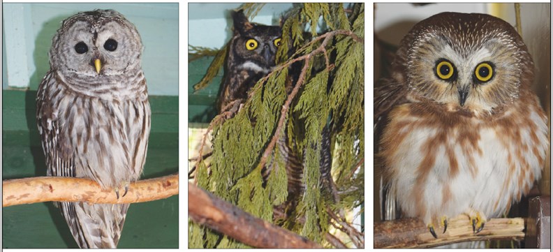 owls
