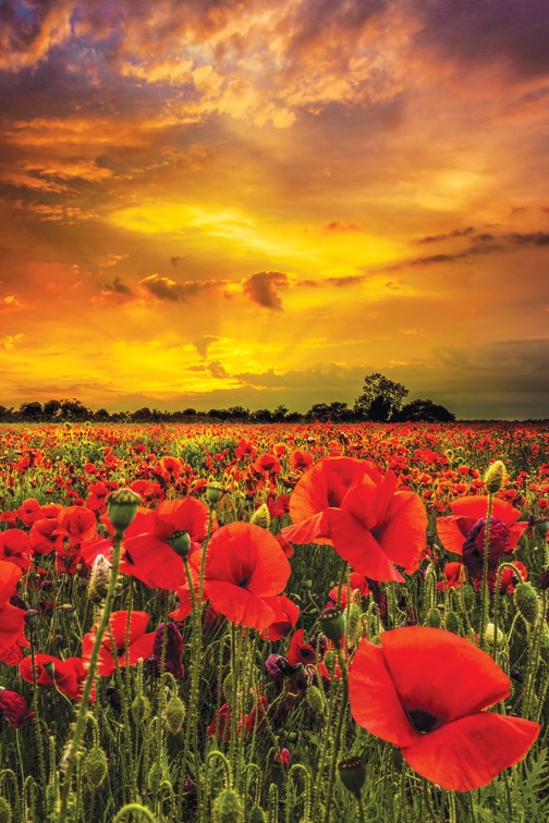 poppies