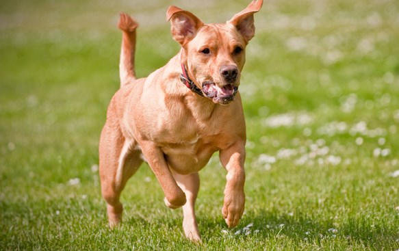 running pup