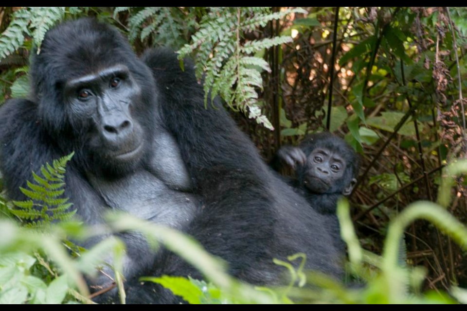 A mother and baby in the Rushegura gorilla group in Bwindi Impenetrable National Forest.