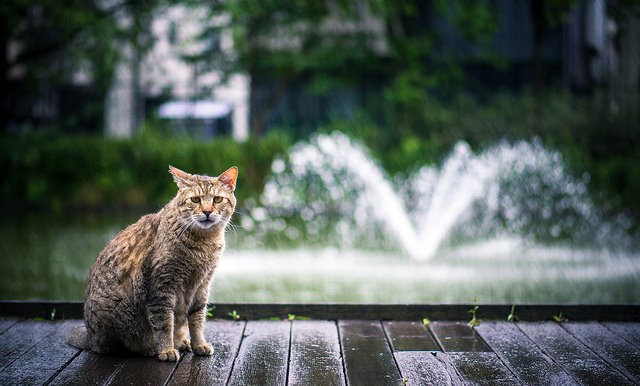 wet cat